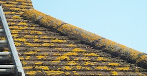 Reigate roof before cleaning and moss removal